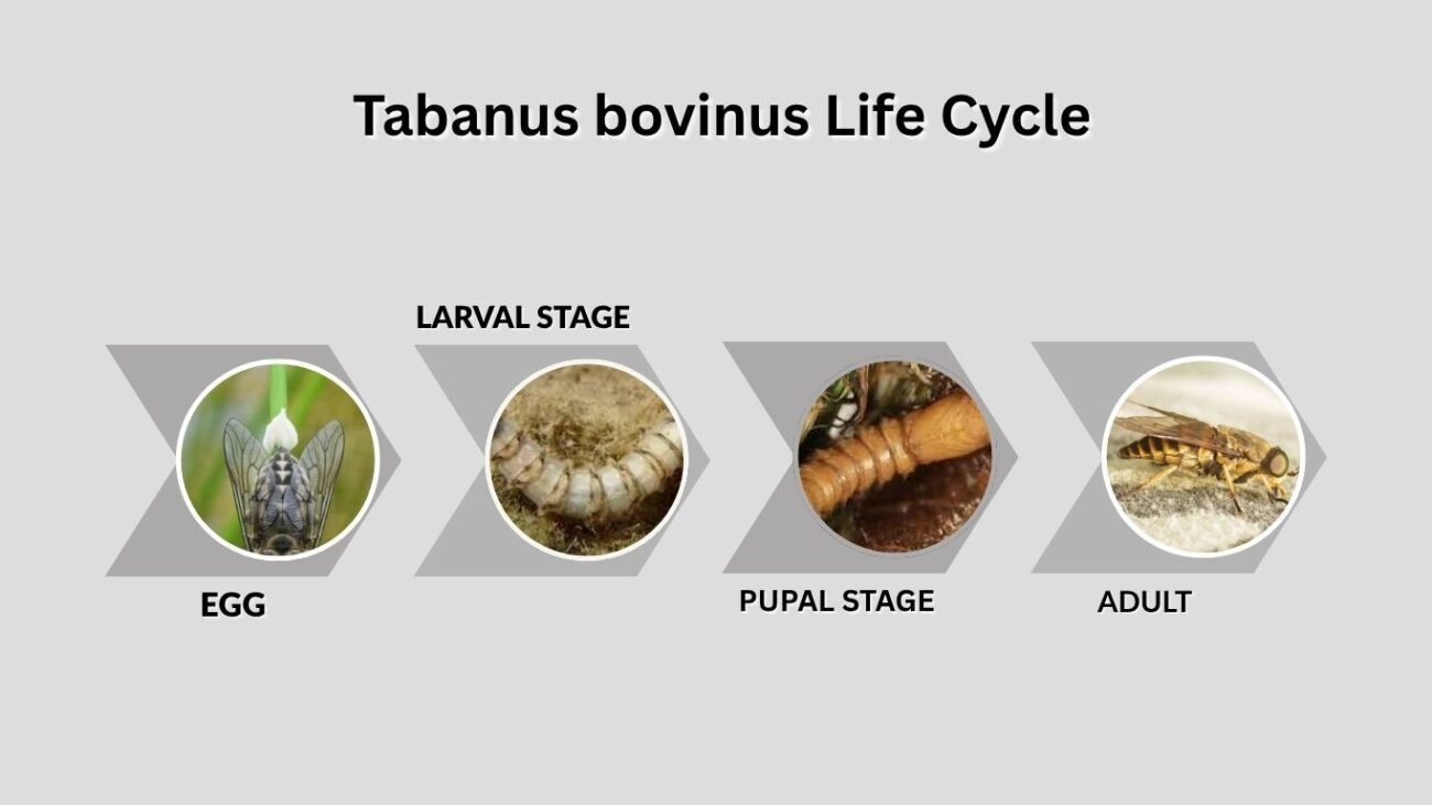 Tabanus bovinus Life Cycle