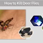 How to Kill Deer Flies: Traps, Sprays, and Prevention