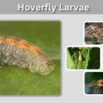 Hoverfly Larvae: Identification, Diet, Stages & Habitat