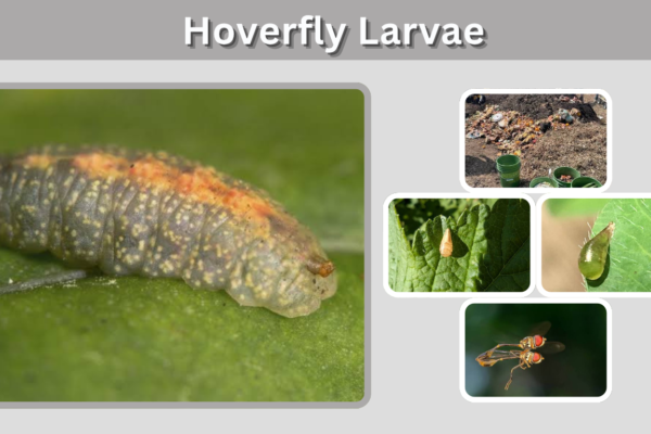 Hoverfly Larvae: Identification, Diet, Stages & Habitat