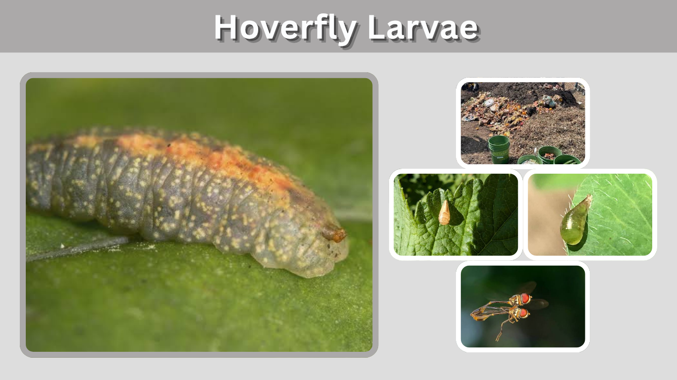 Hoverfly Larvae: Identification, Diet, Stages & Habitat