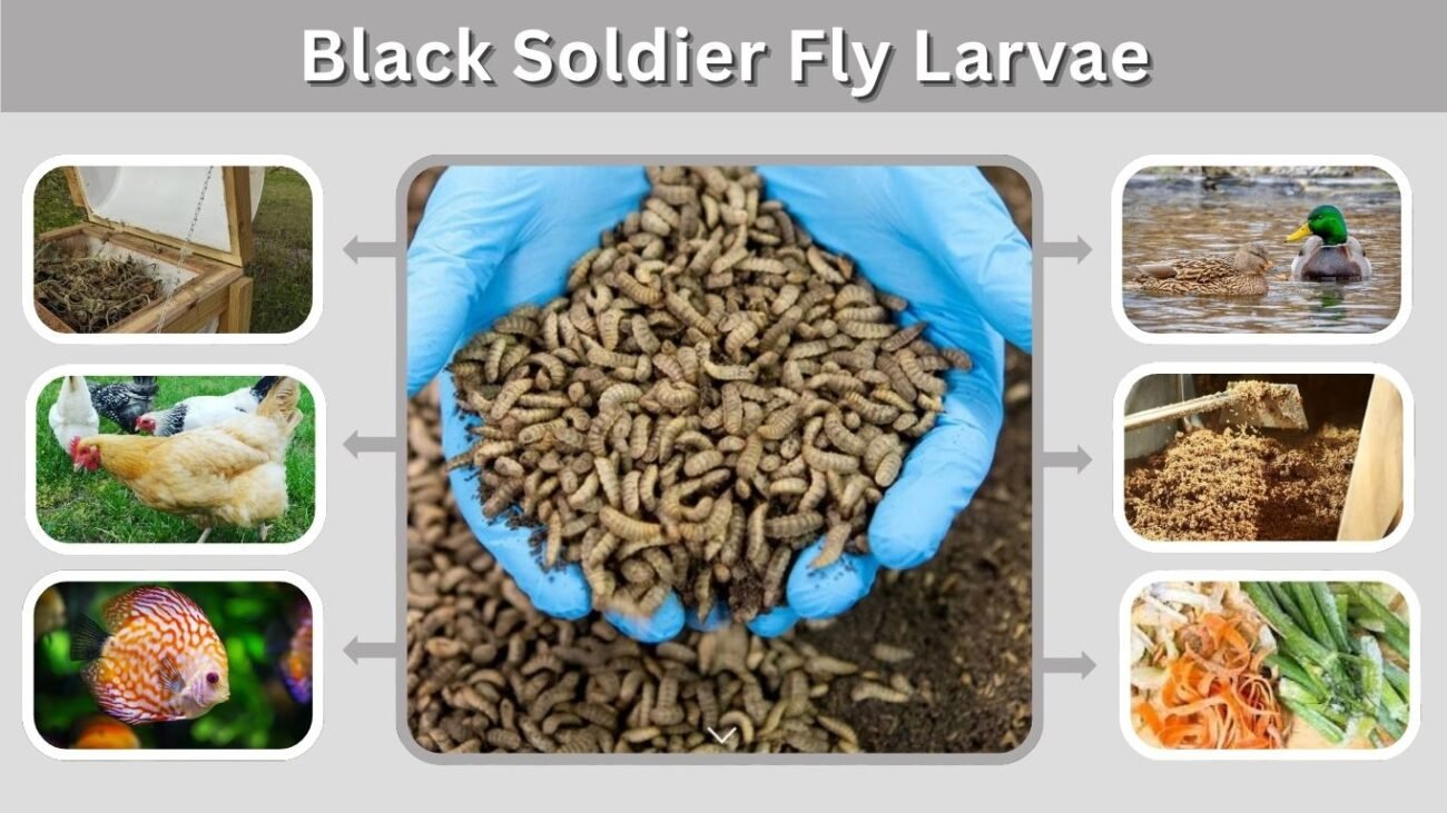 Black Soldier Fly Larvae: Feeding, Uses, Care & Benefits