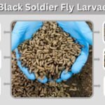 Black Soldier Fly Larvae: Feeding, Uses, Care & Benefits