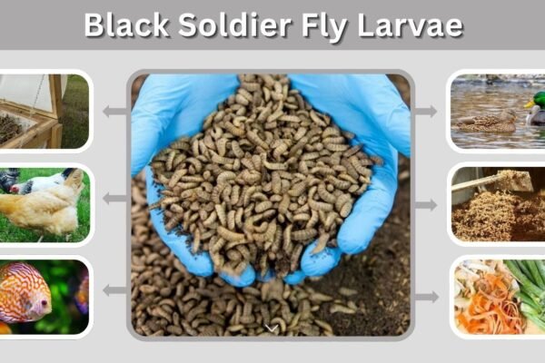 Black Soldier Fly Larvae: Feeding, Uses, Care & Benefits