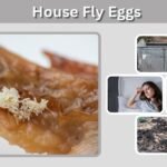 House Fly Eggs: Appearance, Hatching Time & How to Remove Them