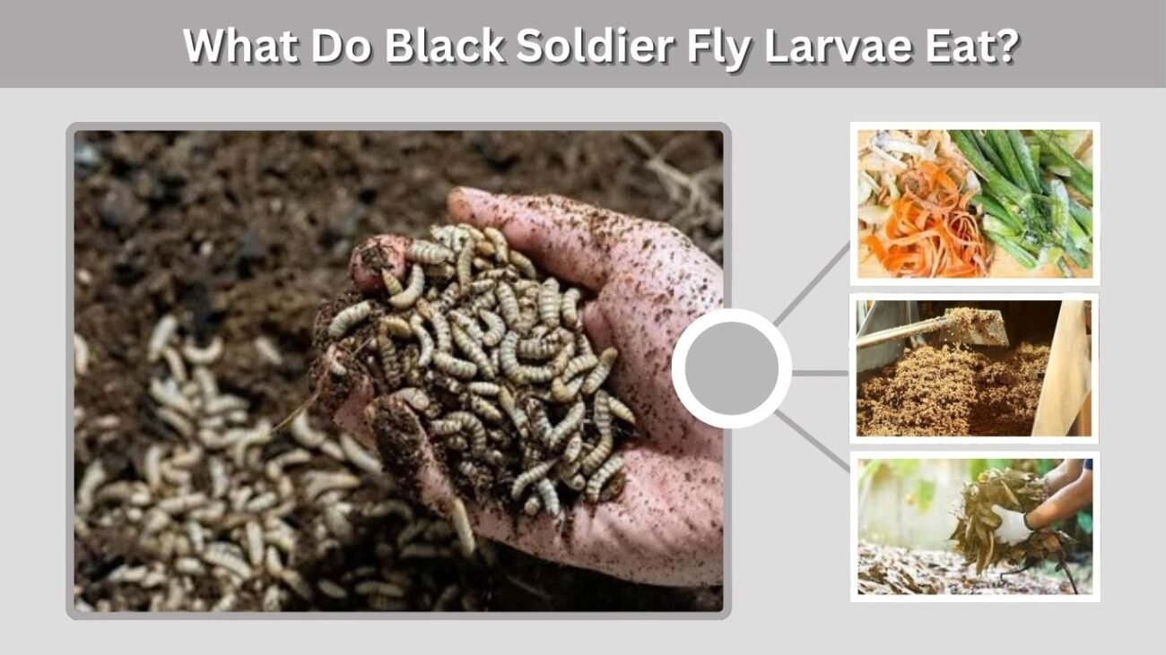 What Do Black Soldier Fly Larvae Eat?