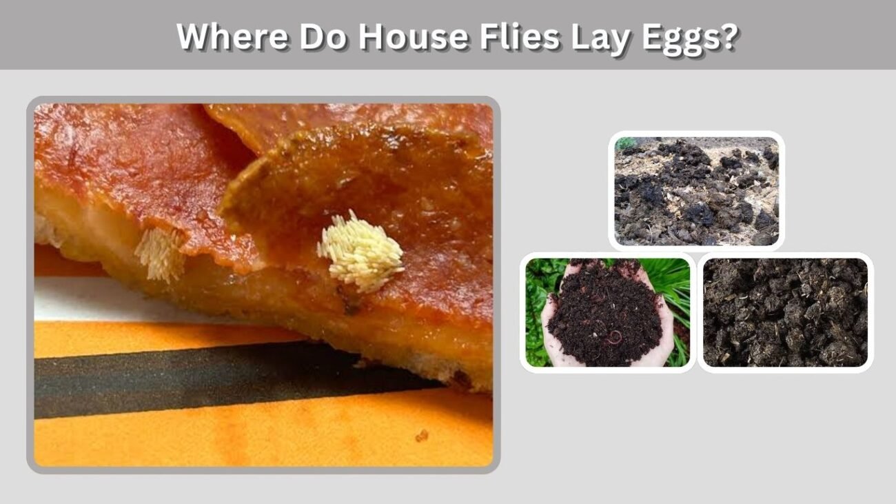 Where Do House Flies Lay Eggs?