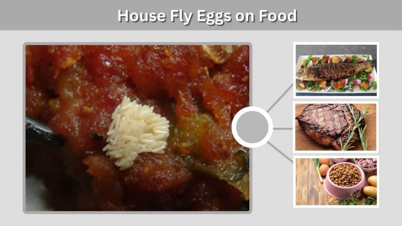 House Fly Eggs on Food