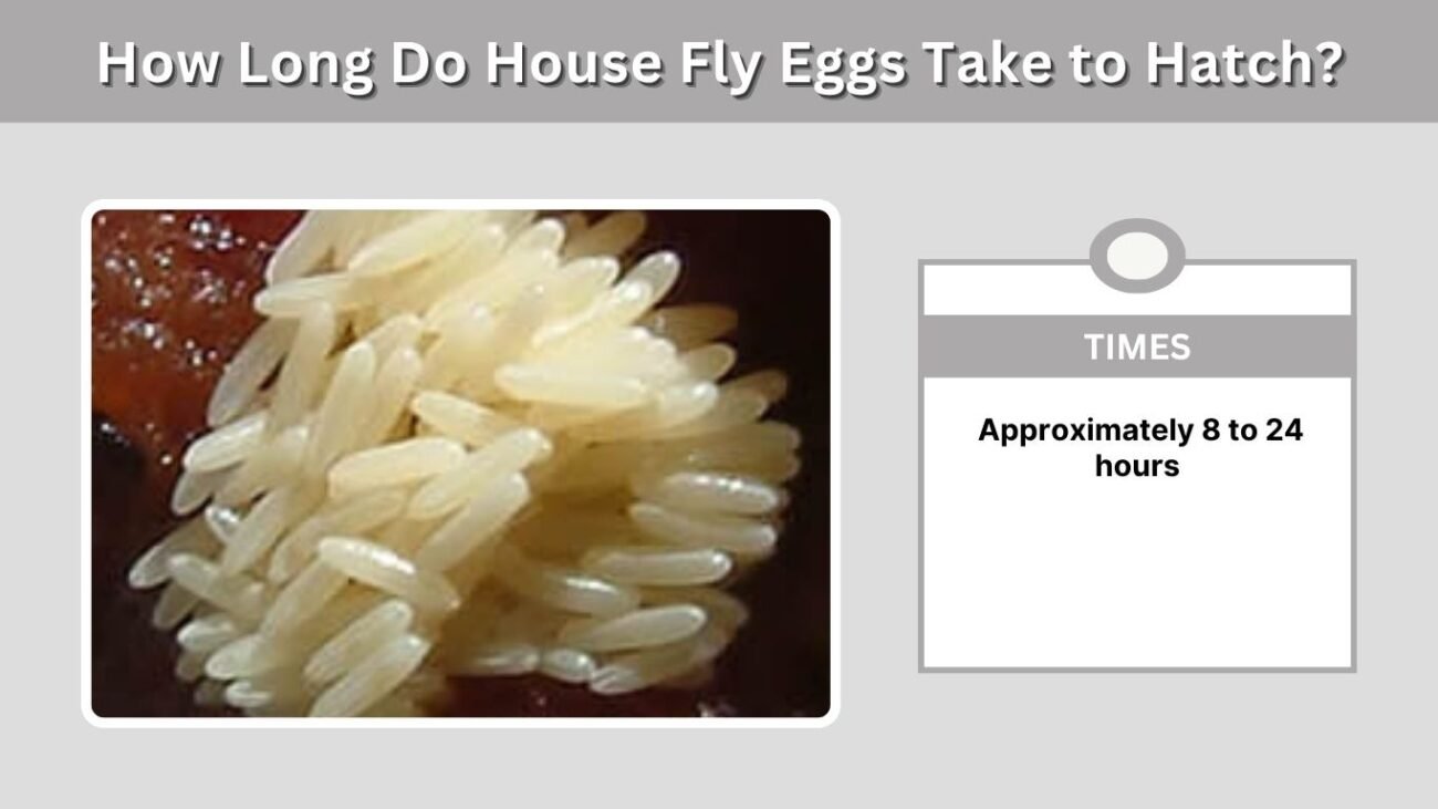 How Long Do House Fly Eggs Take to Hatch?