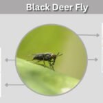 Black Deer Fly: Identification, Bites & Black Fly Differences