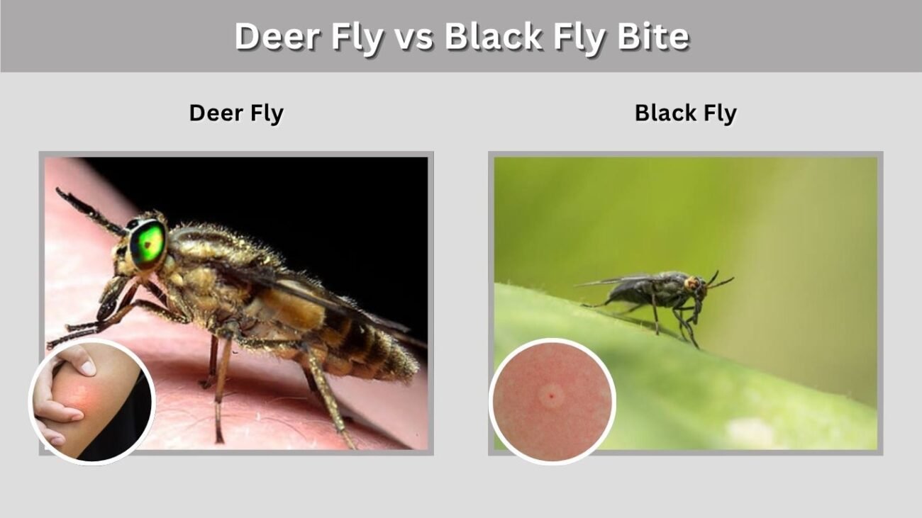 Deer Fly vs Black Fly Bite