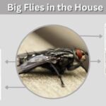 Big Flies in the House: Causes, Identification and Control