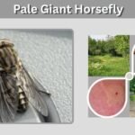 Pale Giant Horsefly: Identification, Habitat, Bite, and Facts