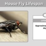 House Fly Lifespan: How Long Do House Flies Live?