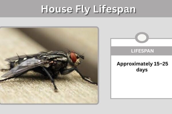 House Fly Lifespan: How Long Do House Flies Live?