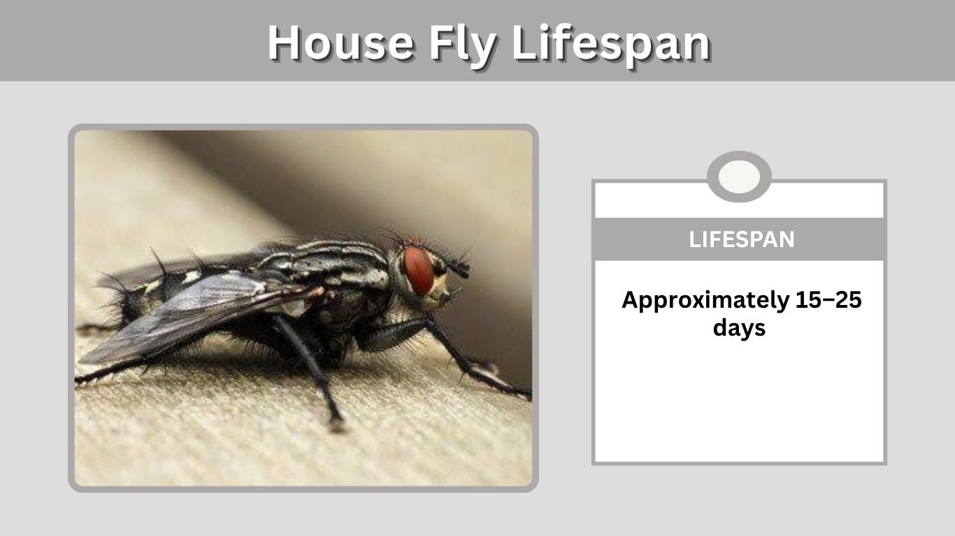 House Fly Lifespan: How Long Do House Flies Live?