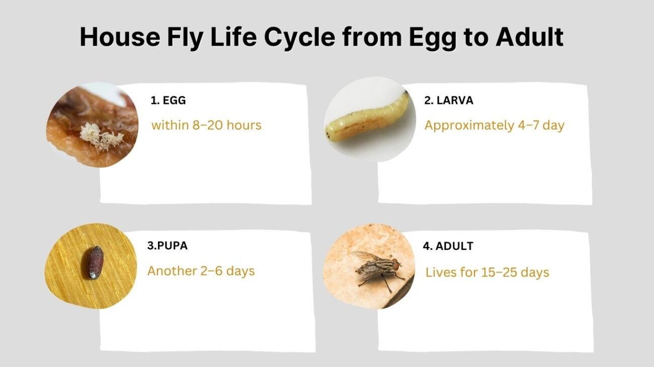 House Fly Lifespan: How Long Do House Flies Live?