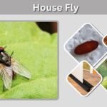 House Fly: Identification, Life Cycle, Lifespan & Control