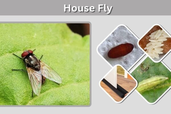 House Fly: Identification, Life Cycle, Lifespan & Control