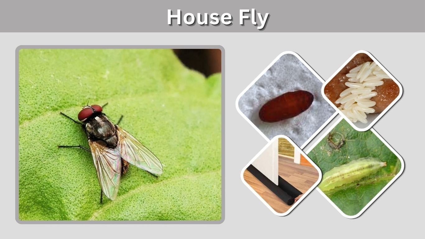 House Fly: Identification, Life Cycle, Lifespan & Control