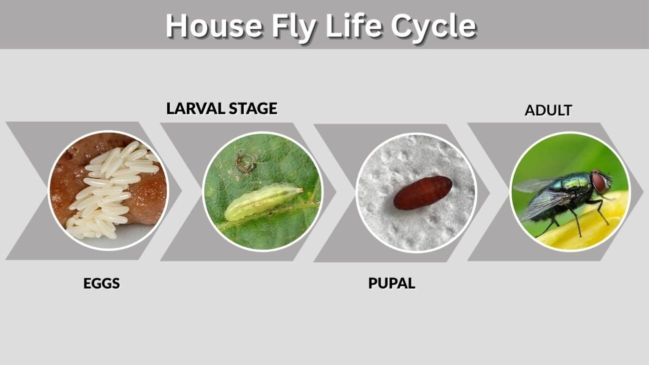 House Fly Life Cycle