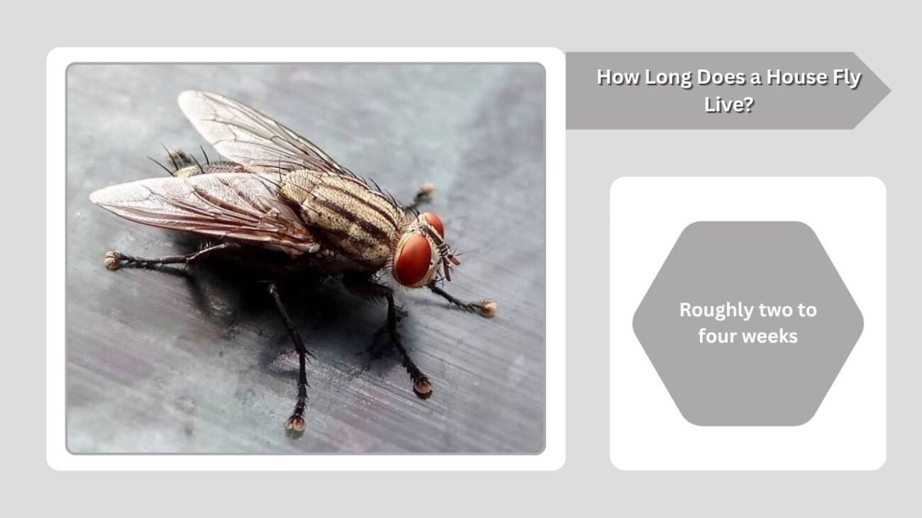 How Long Does a House Fly Live?