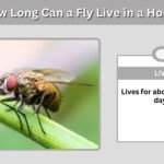 How Long Can a Fly Live in a House? Lifespan, Eggs, and Removal