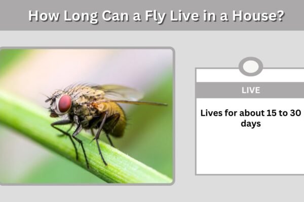 How Long Can a Fly Live in a House? Lifespan, Eggs, and Removal