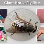 Giant Horse Fly Bite: Symptoms, Treatment, and Risks