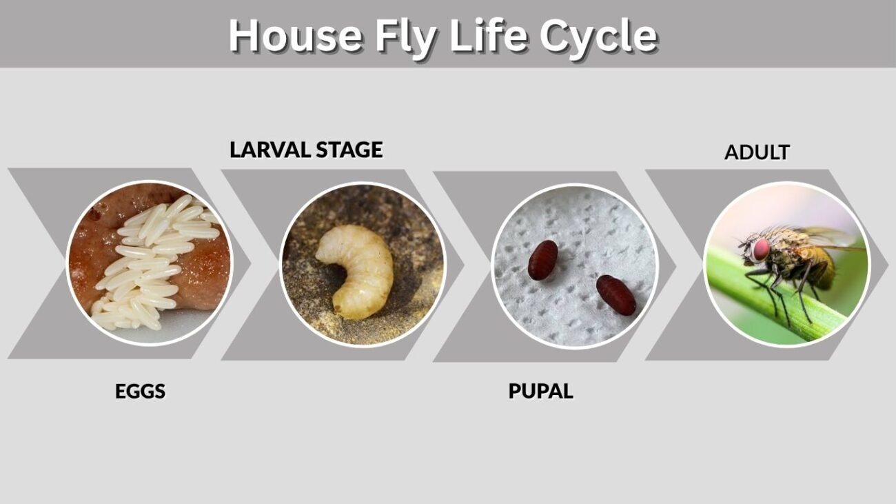 House Fly Life Cycle