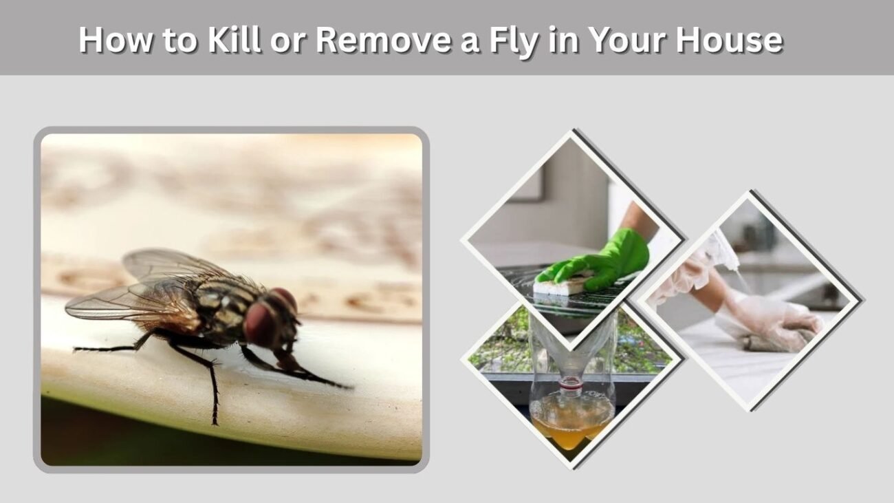 How to Kill or Remove a Fly in Your House