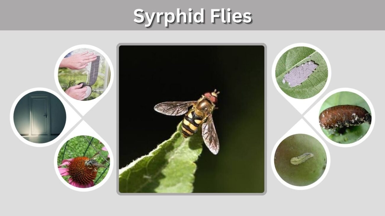 Syrphid Flies: Identification, Larvae, Life Cycle and Benefits