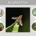 Syrphid Flies: Identification, Larvae, Life Cycle and Benefits