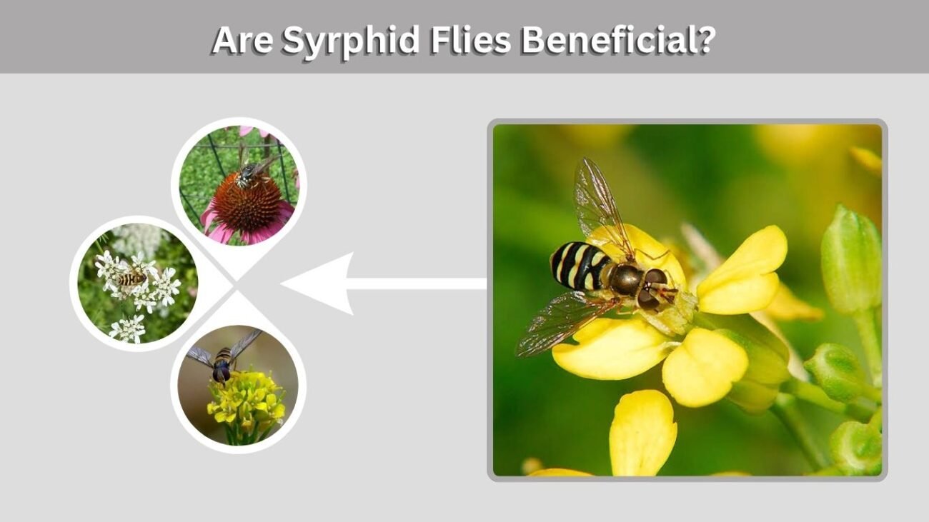 Are Syrphid Flies Beneficial?