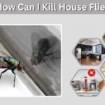 How Can I Kill House Flies and Keep Them Away?