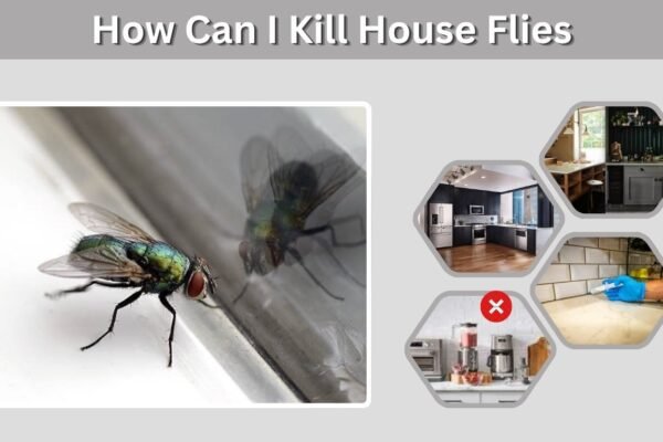 How Can I Kill House Flies and Keep Them Away?