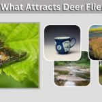 What Attracts Deer Flies? Colors, People and Yard Factors