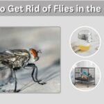 How to Get Rid of Flies in the House: Fast and Effective Methods