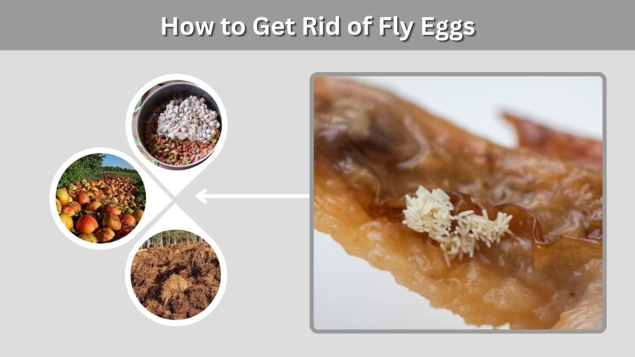 How to Get Rid of Fly Eggs