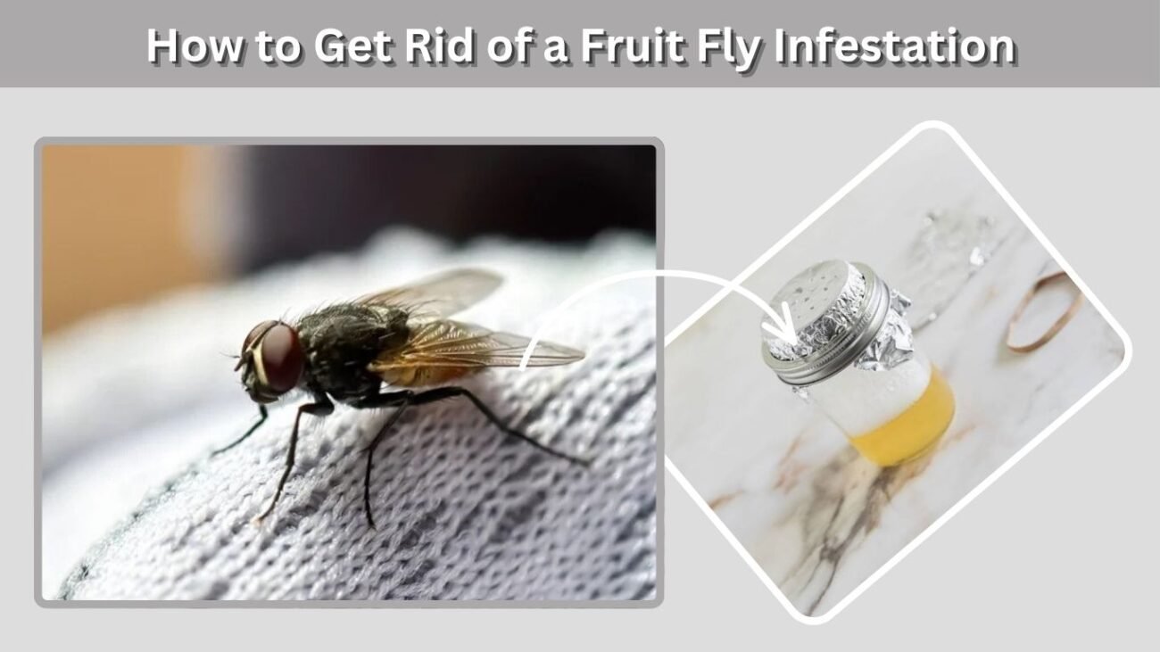 How to Get Rid of a Fruit Fly Infestation