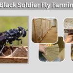 Black Soldier Fly Farming: A Complete Beginner’s Guide