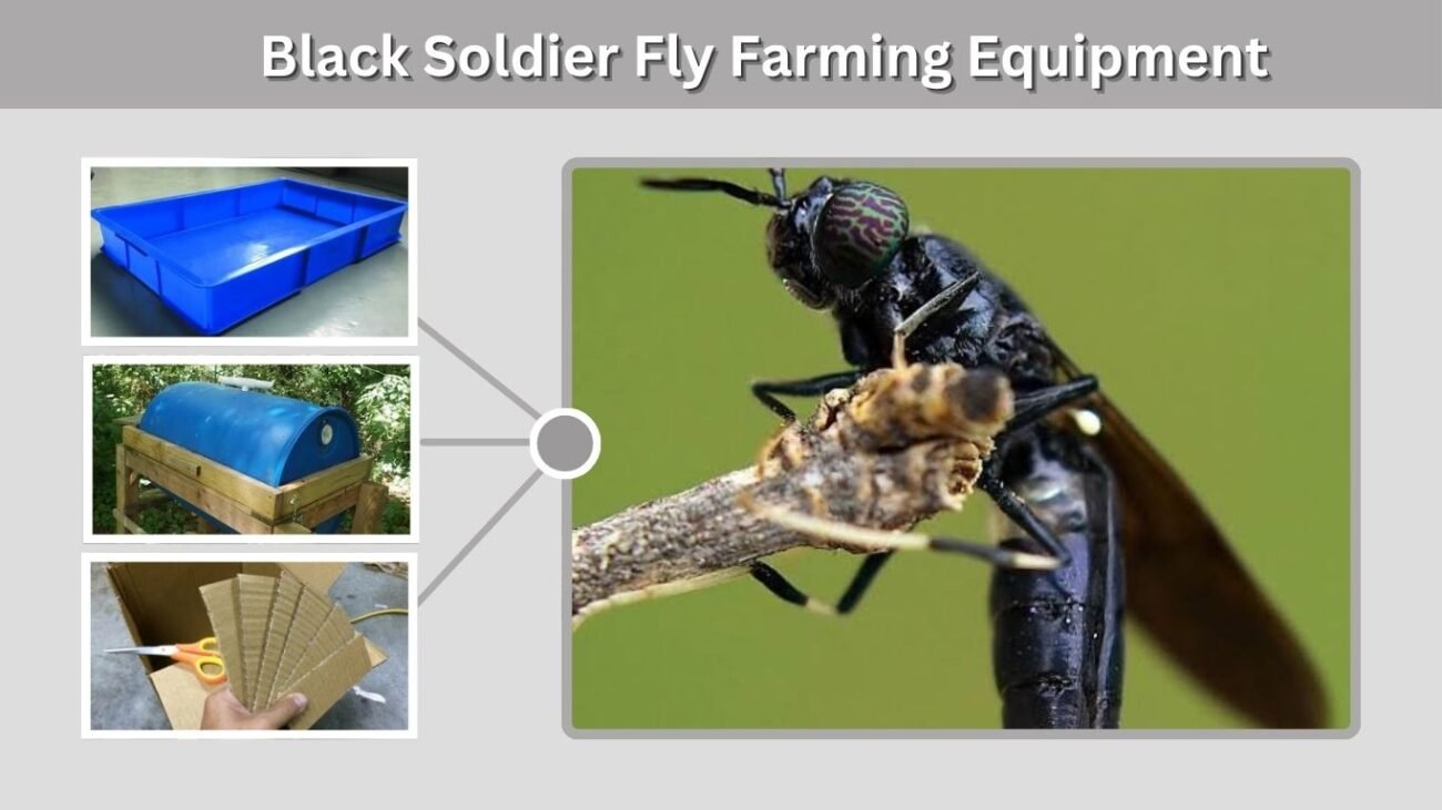 Black Soldier Fly Farming Equipment