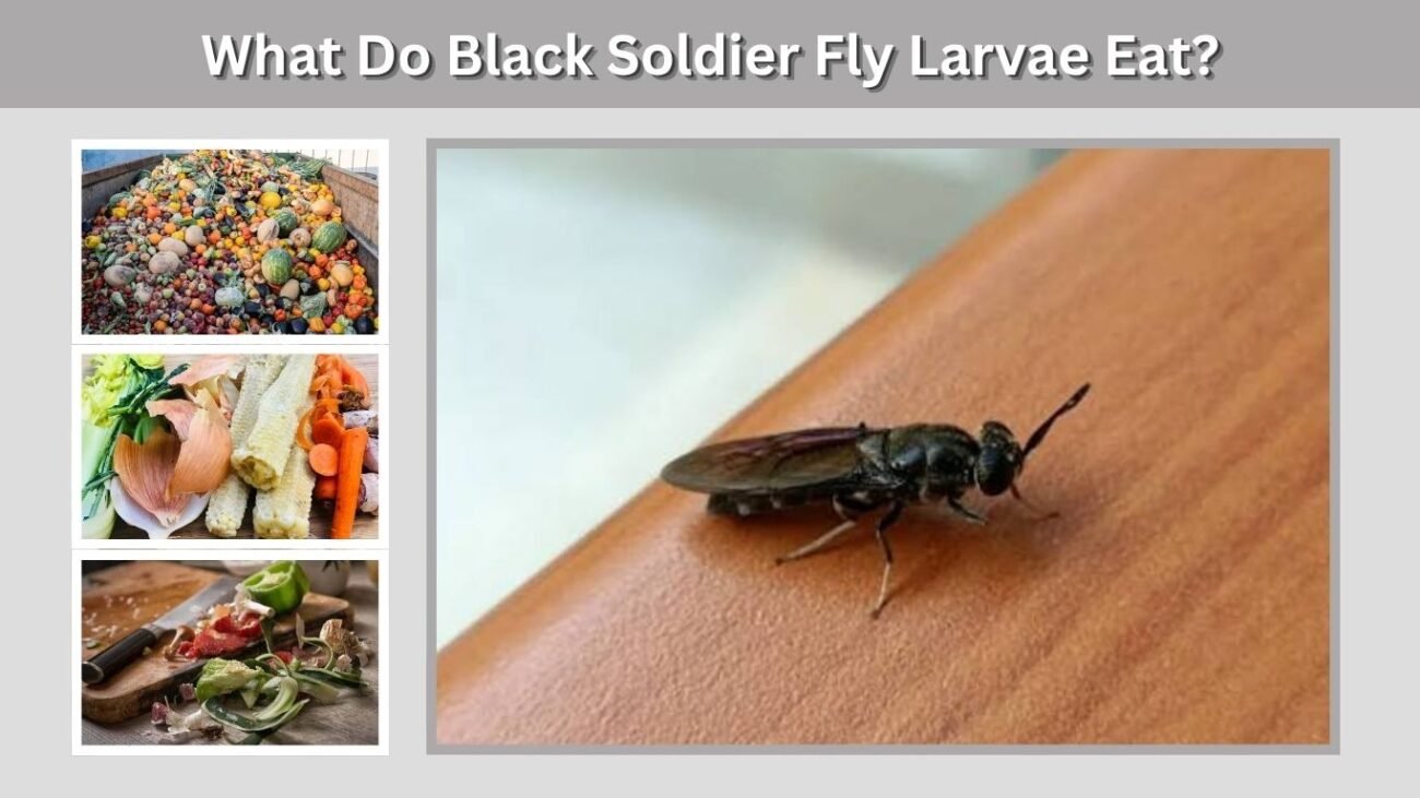 What Do Black Soldier Fly Larvae Eat?