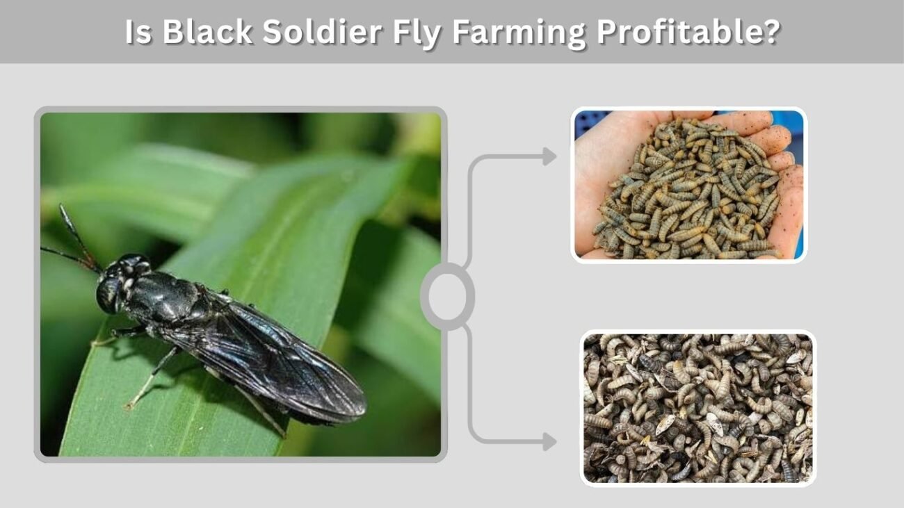 Is Black Soldier Fly Farming Profitable?