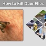 How to Kill Deer Flies: Best Traps, Sprays & Control Methods