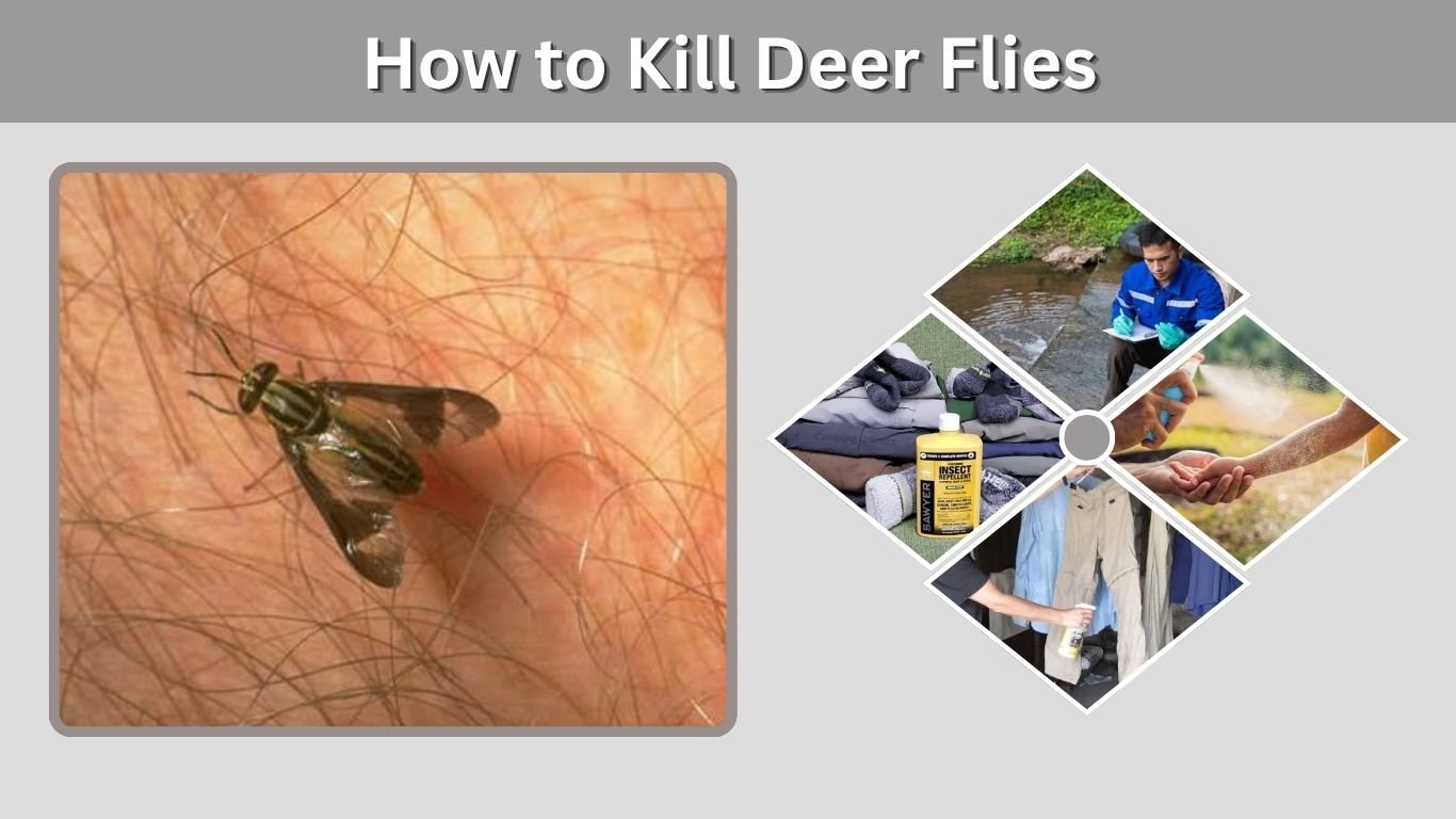 How to Kill Deer Flies: Best Traps, Sprays & Control Methods