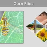 Corn Flies: Identification, Bites, Sweat Bees and Control