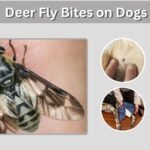 Deer Fly Bites on Dogs: Symptoms, Treatment & Repellent