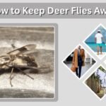 How to Keep Deer Flies Away: Best Ways to Prevent Bites