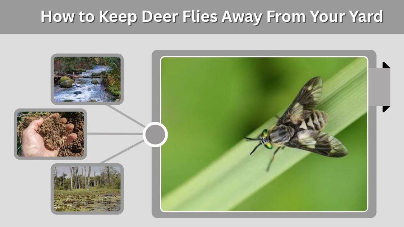 6. How to Keep Deer Flies Away From Your Yard
